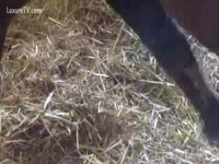 Zoophilia free horse animal porn